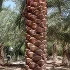 زراعه التخيل وتوريد للشركات بسعار رمزيه