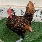 دجاج للبيع