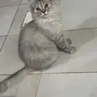 قطة مفقودة حي الصفوة