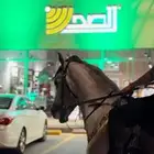 حصان شعبي شيخ