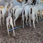 جفار بيشيات صنف تأسيس مراح