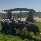 ذبائح نجدي بري بلدي فل نظاف