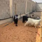 معزا