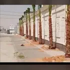 نخيل للبيع