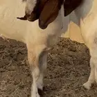 تيوس بورقت مشروطه ثنيان