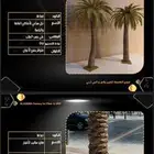 نخل صناعى