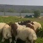 ذبايح هرافي نعيمي بلدي بري فل نظاف