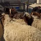 خرفان نعيم جذع