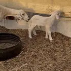 نعجه حريه طيبه بالحيل والد معه طلي