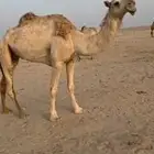 للبيع ناقه ضريبه شقحاء باتليه