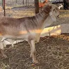 طلي سواكن درماني فاخر صنف الصنف