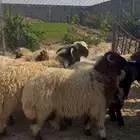 خرفان نعيمي ذبائح بلدي بري فل نظاف