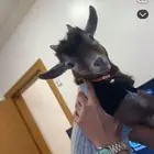 ماعز قزم