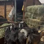 ذبايح تيوس عوارض فل نظاف