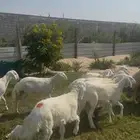 حريات هرافي بري فل نظاف