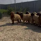 خرفان نعيم كناور جبر