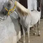 فرس واهو