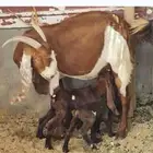 عنز هولنديه تحتها 2