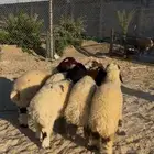 هرافي نعيم بلدي بري ذبائح