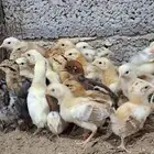 500 صوص للبيع