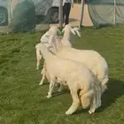 ذبايح حري بري فل نظاف هرافي