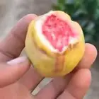 لوز للمدينة المنورة