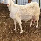 عنز مصريه حليب وافر