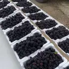 توت بري طازج من مزارعنا