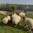 ذبائح نعيمي بلدي بري فل نظاف