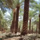 توريد وترحيل النخيل جميع مناطق مملكه