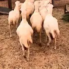 10 ضان رفيديه الحد من 900