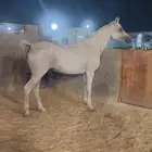 فرس واهو مكس