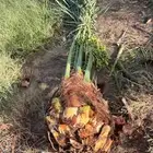 يوجد لدينا نخل مجدول وإخلاص اللبيع