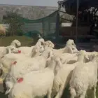 Local and Najdi sheep and goats including special breeds