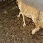 نعجه حريه حايل فل الفل