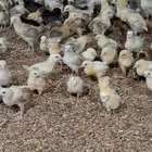 300 صوص بلدي للبيع
