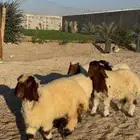 ذبايح هرافي نعيمي بلدي