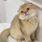 قطط للبيع مستورده