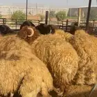 خروف نعيمي جذع بلدي