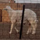 خروف جذع للبيع
