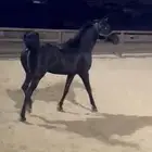اسطبل العاديات في النعيريه