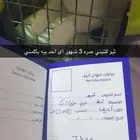 قط ذكر نوعه شيرازي عمره 3 شهور لتبني معاه كرت التطعيم