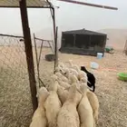 طليان و رخال
