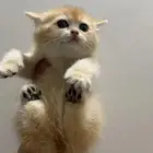 قط   اسكوتش قولد ny12