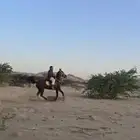 فرس تحتها مهره
