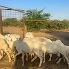 ضان حريات ولد