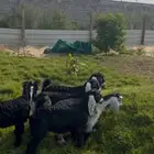 ذبايح تيوس عوارض لباني