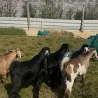 تيوس بري فل نظاف بلدي عارضي