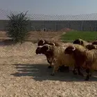 نعيمي جبر كناور