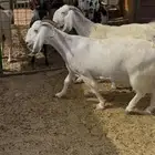 معزا ضرايب بواخر صنف دفيع